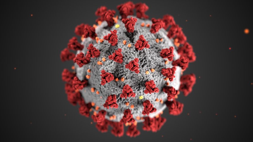 An illustration of coronaviruses morphology created by the Centers for Disease Control and Prevention.