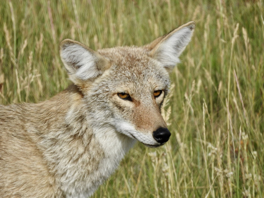 Coyotes appear to have become a problem in Blair. Blair police have received reports of aggressive behavior from coyotes that have been spotted within city limits.
