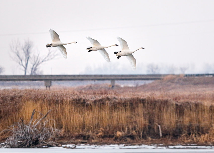 Trumpeter Swans fly over Lake DeSoto at DeSoto Bend NWR Friday afternoon.