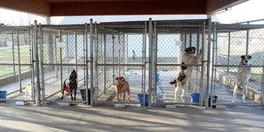 Blair animal shelter has needs for spring | Washington County Enterprise