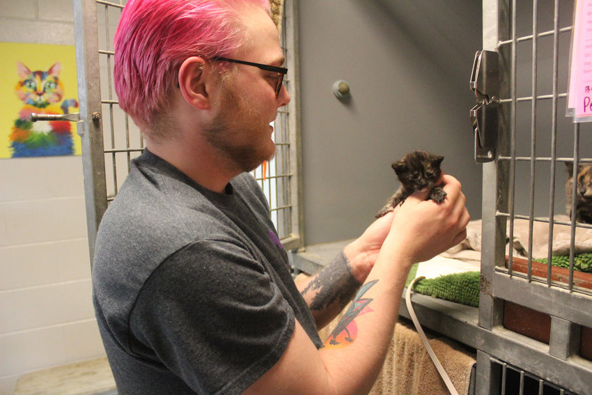 Sage Peterson, who has worked at the Jeanette Hunt - Blair Animal Shelter for close to a month, starts the day by checking the kittens and feeding the animals.