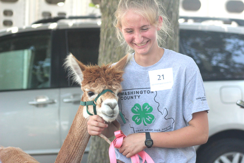 Kathryn Picton gets ready to show her alpaca during the 4-H Companion Animal Show Tuesday at the Washington County Fair.