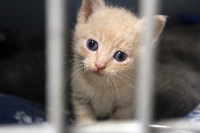 Many kittens and cats have been coming in as strays or surrenders at the Jeanette Hunt &ndash; Blair Animal Shelter.