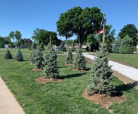 Spruce trees planted in 2022 at Veteran&rsquo;s Park in Papillion through the Papio NRD&rsquo;s Celebrate Trees Grant Program.
