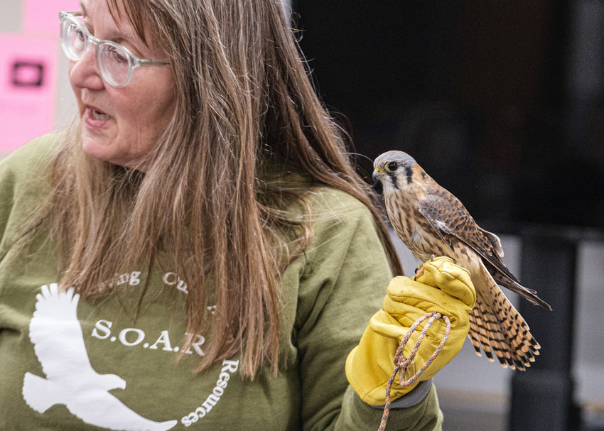 Kay Neumann of SOAR holds an American kestrel during a presentation at Arbor Park Intermediate School on Feb. 28. Due to missing tail feathers, the raptor cannot be released into the wild.