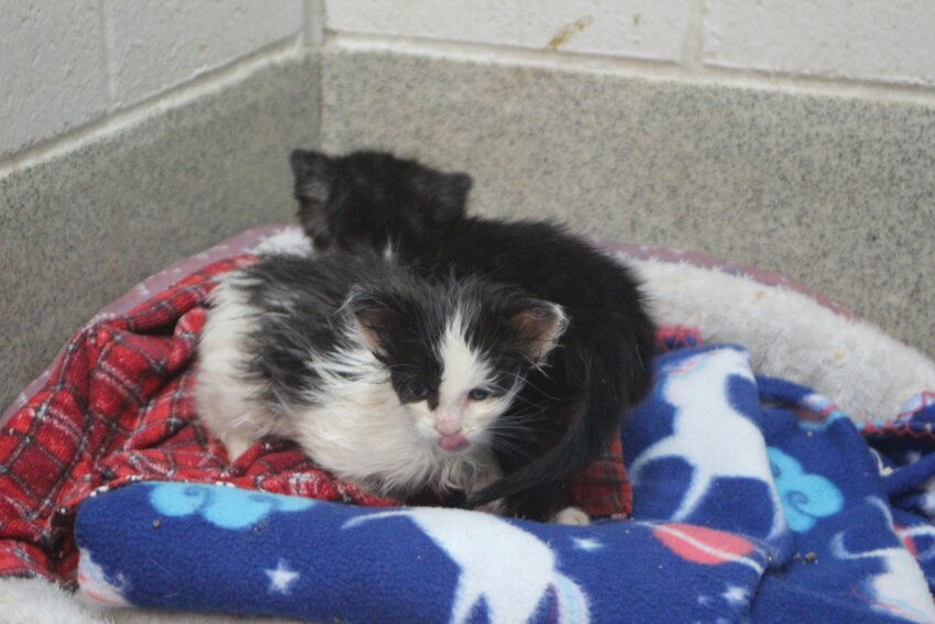 The Jeanette - Hunt Blair Animal Shelter has 27 kittens, 14 of which are in foster homes.