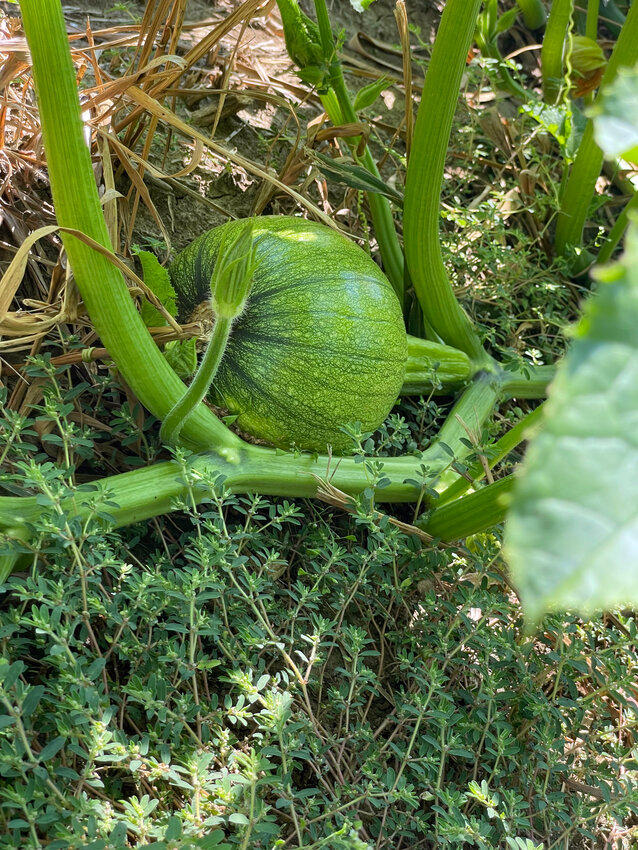 Pumpkins at Camp Fontanelle were planted on the north property this year.