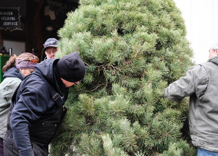 From left, Bernie and wife Kim Kostrunek, Tim Kostrunek, and Terry Hansen hold the tree in the vibrator to shake out dead needles Saturday at the Hansen Tree Farm. This weekend was the business' last few days of operation following the death of owner Ron in October.