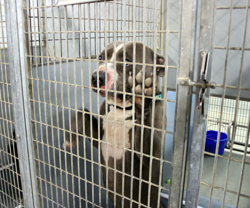 Loki, a pitbull, was trapped and brought back to the Jeanette Hunt-Blair Animal Shelter after escaping from his foster home in Missouri Valley.