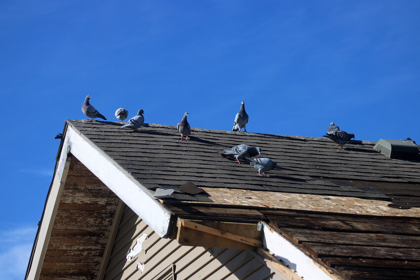 Greg and Karen Warren, who live on County Road 32, have a crowd of racing pigeons who returned to their home after the building that held the pigeons was blown away following the April 26 tornado.