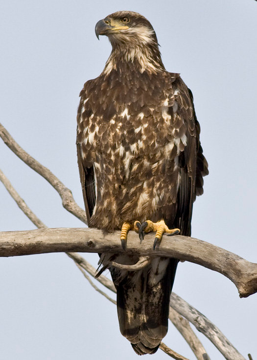 Raptor Recovery Nebraska will release juvenile bald eagle Saturday at ...