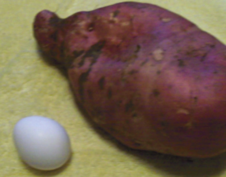 Lynn Perry grew a 2 1/2-pound sweet potato! Pictured is the large potato next to an egg.