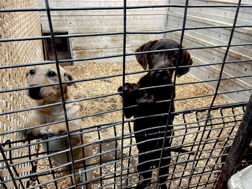 These two puppies from Glacial Lakes Kennels were picked up last week by K2 Solutions of North Carolina, where they will begin detection training at the company's headquarters.