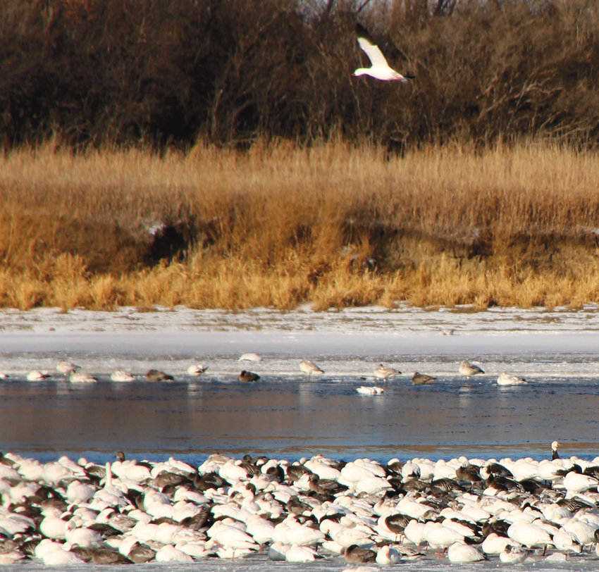 A snow goose engages in &ldquo;social distancing&rdquo; from a group of sick and dead geese on an area lake.