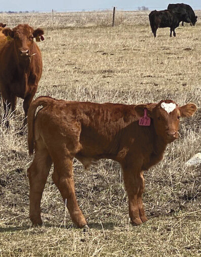 This calf born on Casey Gross&rsquo; farm in the rural Iroquois/Yale area has a perfect heart shape on its forehead. Its mama thinks it&rsquo;s adorable too but did not think we needed to get any closer for a photo.