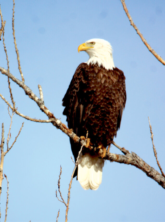 Several bald eagles have been seen in the area recently, including this one perched in a tree at Lake Carthage on Sunday.