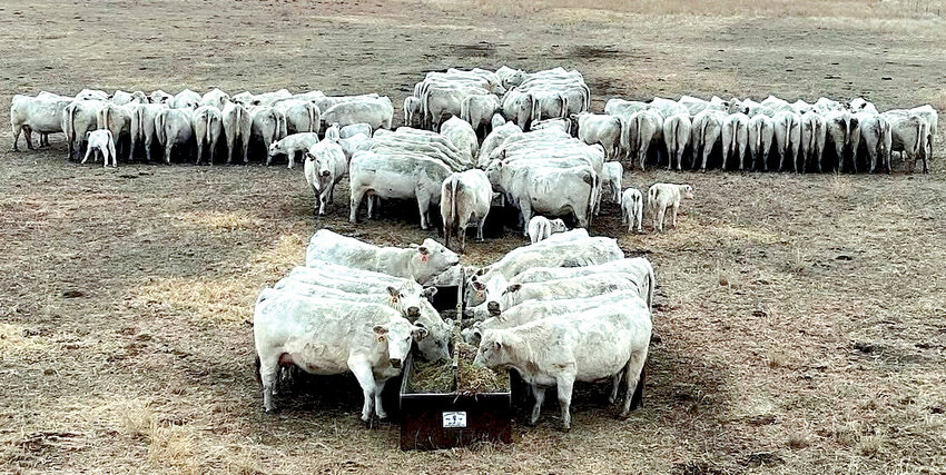 While some were enjoying an Easter sunrise church service, brunch and an Easter egg hunt, the cattle at Wienk Charolais Ranch were enjoying their morning feed in cross form to celebrate the holiday.