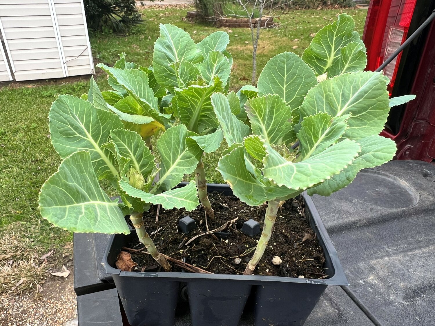 Clark Robertson: Falling for Vegetables - Livingston Parish News