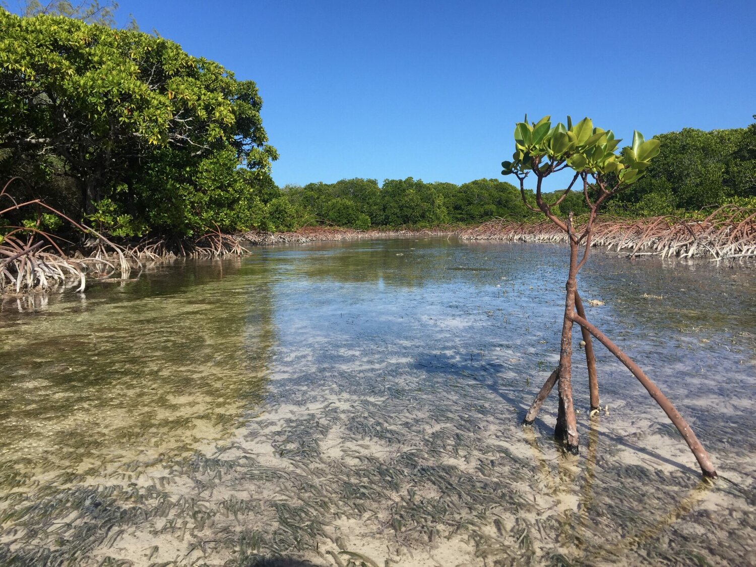 Mangrove forests rebound worldwide, maybe just in time for Louisiana's coast