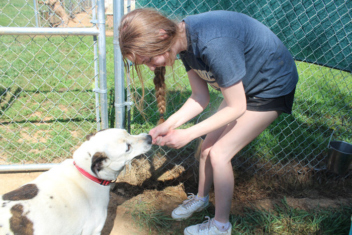 Carroll County Humane Society volunteers feed the dogs special treats as a reward for staying outside overnight. Pictured, Briley Arnold feeds frozen Gogurts to a dog.