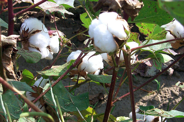 Although average yields for cotton were near state records, in the newly released economic report to the governor, researchers and Extension specialists from the University of Tennessee Institute of Agriculture summarize a trying year for agriculture, with global market forces triggering downward pressure on commodity prices.