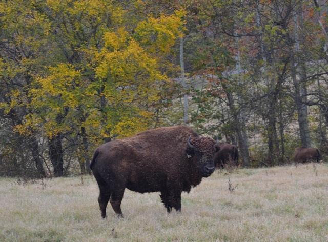 Bison will be auctioned at Land Between the Lakes