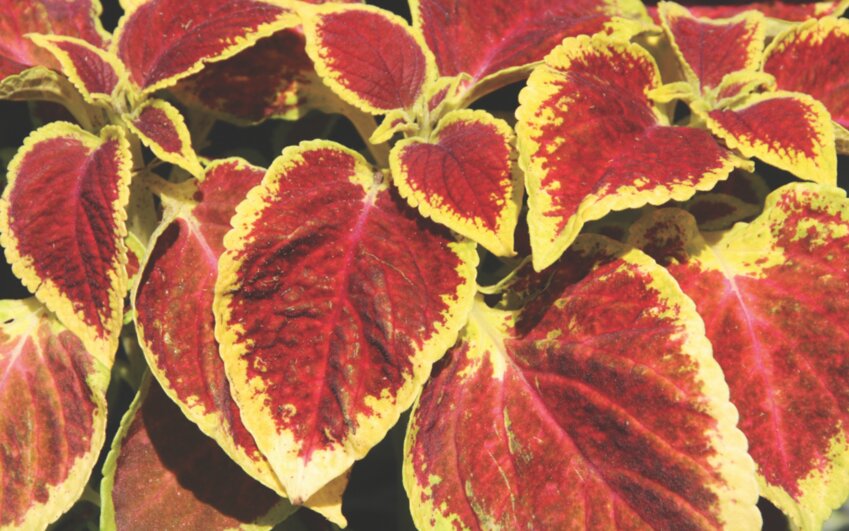 Shade-tolerant plants, such as coleus, can add color and appeal to shady areas of a landscape.