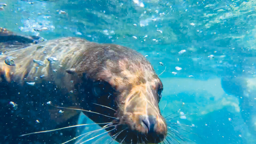 A curious sea lion.