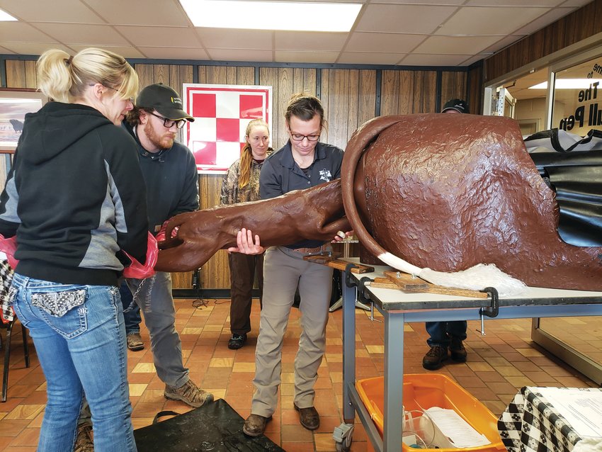 Participants got hands-on experience with the ISU Vet Clinic calving model.