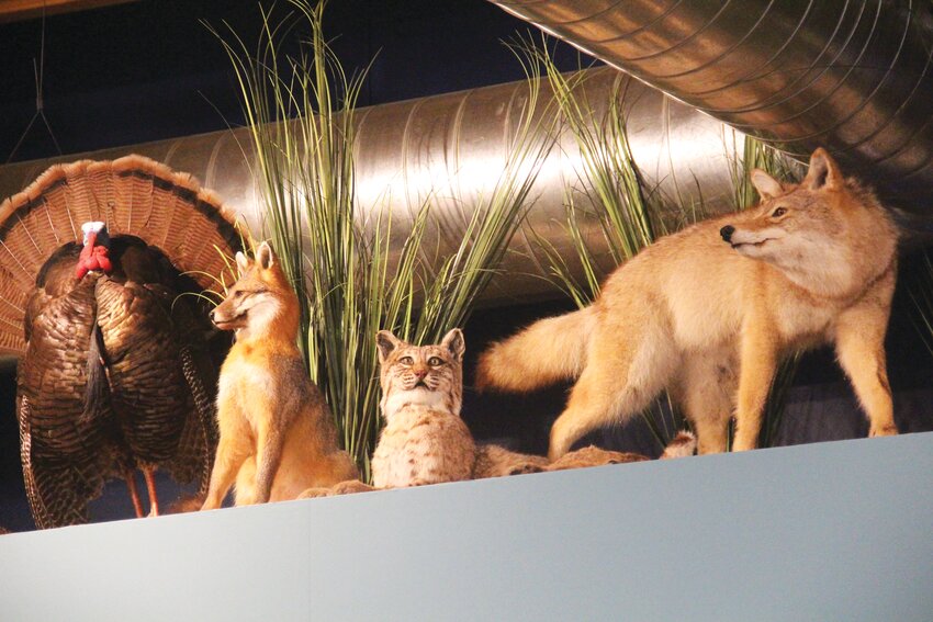Several taxidermied animals look over the revamped Willow Lake Nature Center.