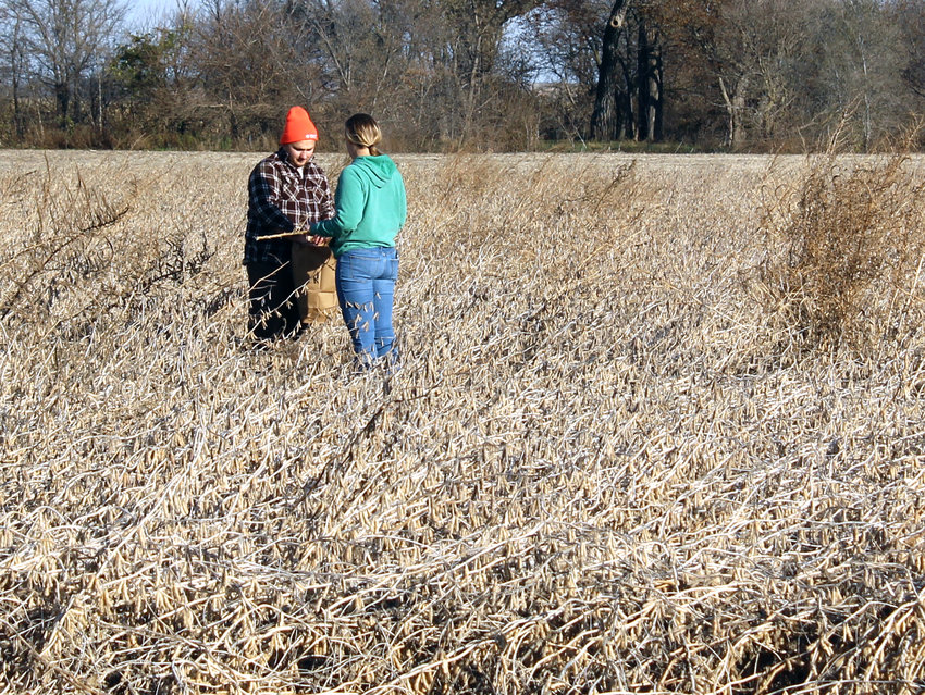 Students prepared the field with flags and readied the equipment on the combine. They explained that the taller plants in this soybean field are Waterhemp (some standing as tall as the students), a pervasive pest for producers.