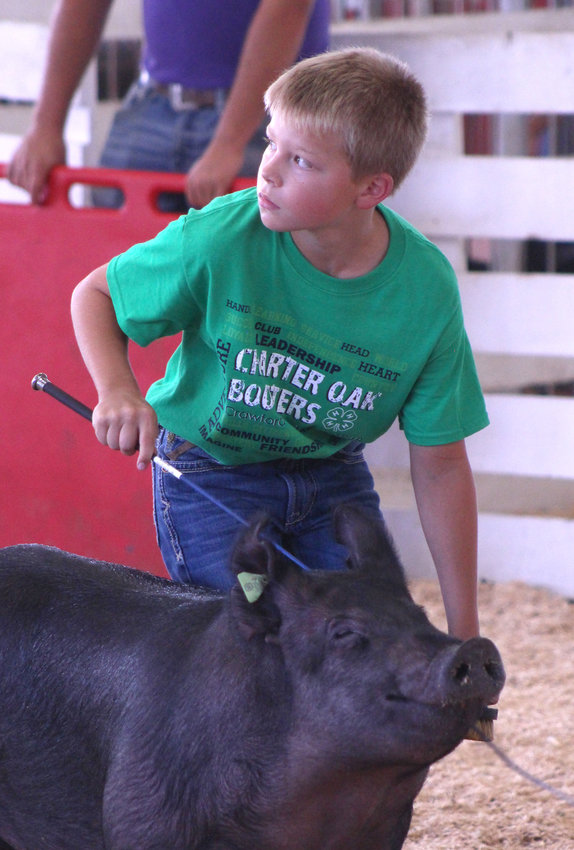 Landon Kiepe looks at the judge while walking with his pig in the show ring during the 2021 Charter Oak Achievement Days swine show.