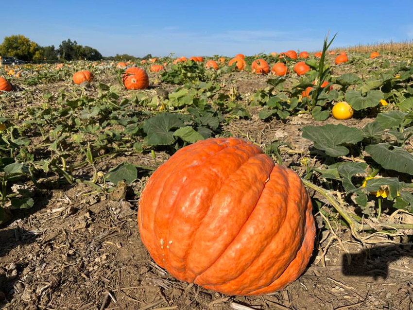 With the dry weather this year, Tracy Castle said they really thought it would be a tougher year than it was, given the lack of rain but they were pleasantly surprised at the amazing turnout of the pumpkin crop.