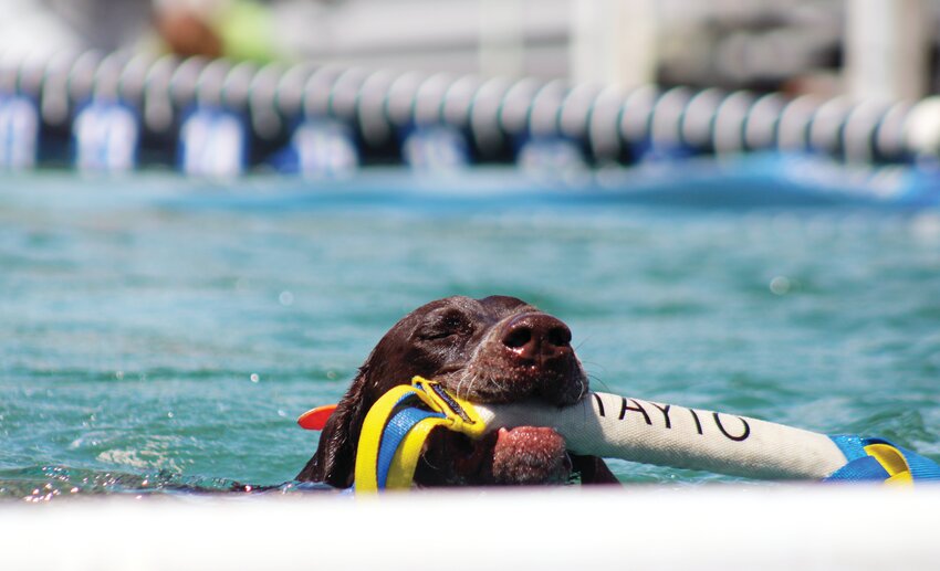 Several dogs from several states competed in the annual DockDogs competition Saturday and Sunday druing the second annual MoValley Rally. One dog, Tayto, competes in the first round of competition.