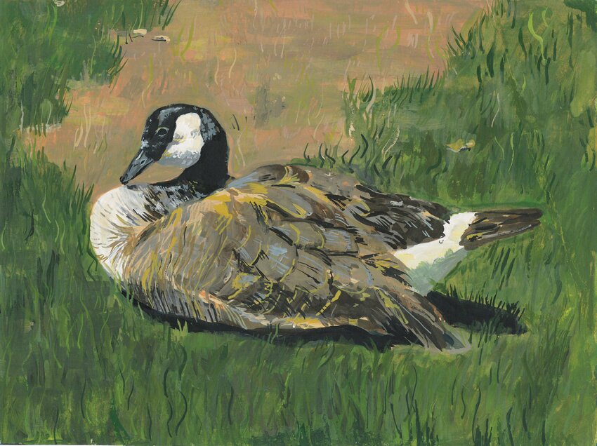 A Canada goose sitting on a grassy field painted by Sevriena Postma, 2024 Iowa Junior Duck Stamp Overall Best of Show.