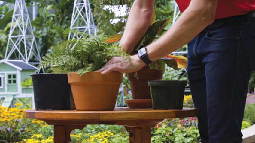 Potting or repotting can be done any time of the year. However, most gardeners have the best success doing it in late winter or early spring, as houseplants start growing more vigorously with the warmer temperatures and longer days of spring.