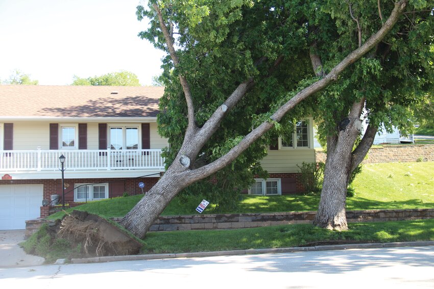 A downed tree leans into another at a residence across from the Missouri Valley Public Library on E Huron St.