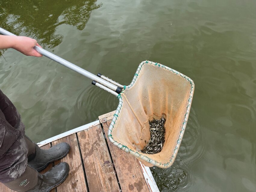 Genoa National Fish Hatchery recently stocked 40,000 walleye fingerlings in DeSoto Lake.