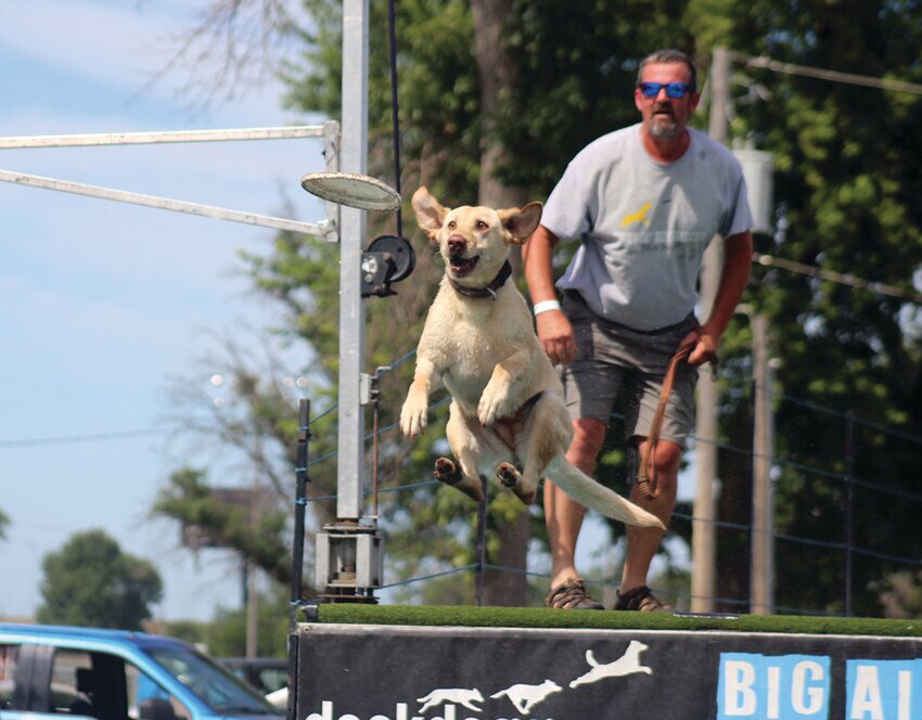 Lab Ruger makes a leap during the first round of the DockDogs competition last year at the MoValley Rally.