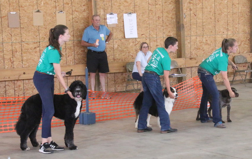 Madelyn Lee, Owen Powell and Lauren Wall show their dogs during the 4-H Dog Show at the Mississippi Valley Fair.