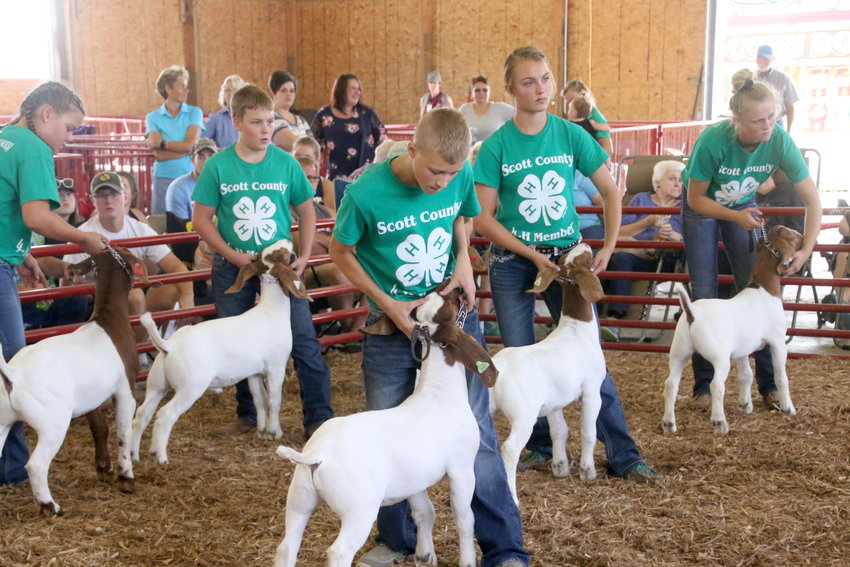Participants show during the Meat Goat show at the Mississippi Valley Fair.