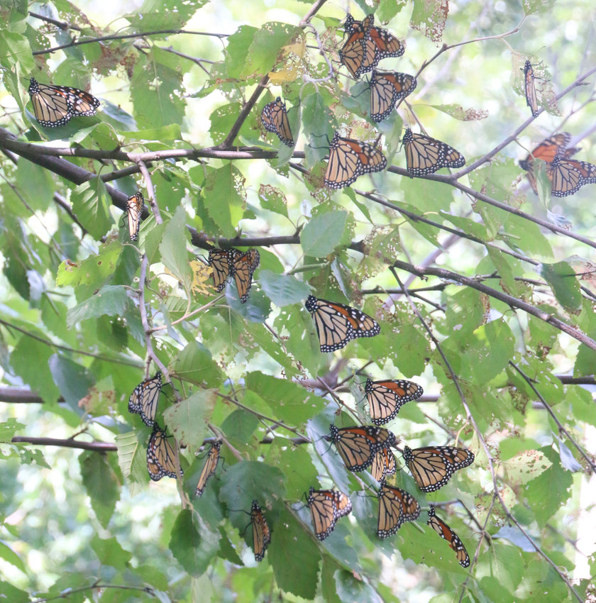 Monarchs descended Tuesday on Susan Frye's Small Frye farm in west Scott County.