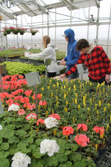 WLHS FFA students arrange plants in the greenhouse getting ready for their spring sale that starts Thursday.