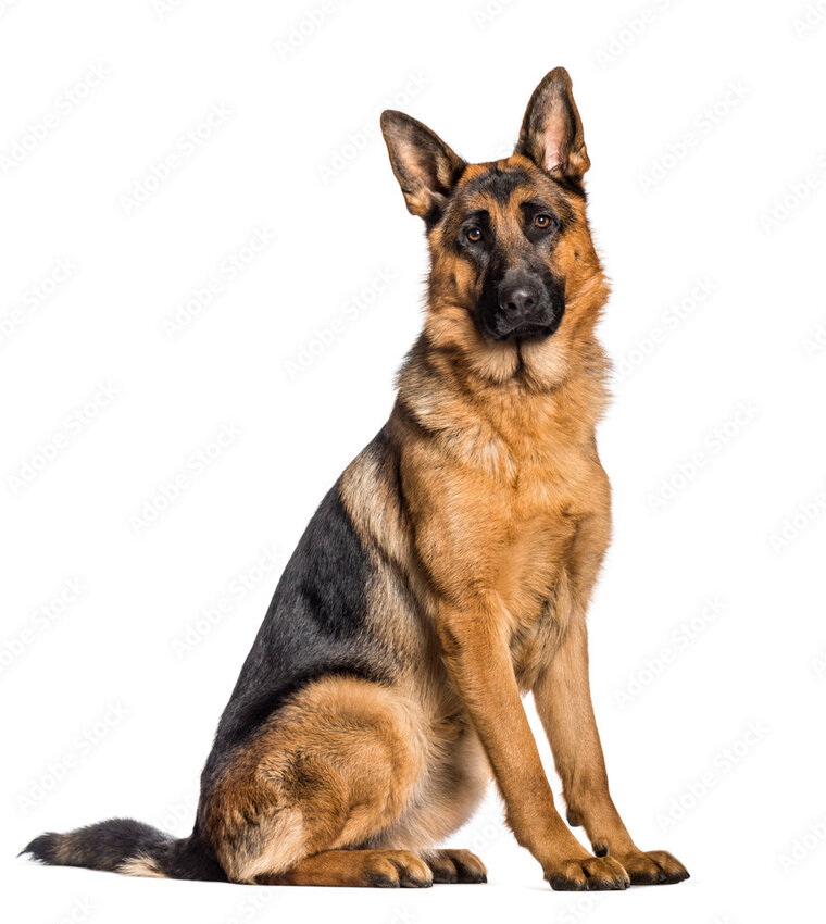Eldridge police contracted with a Monmouth, Ill., firm to buy and train a German Shepherd police dog, like this one.