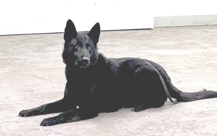 $13,000 - Eldridge police dog, Marty