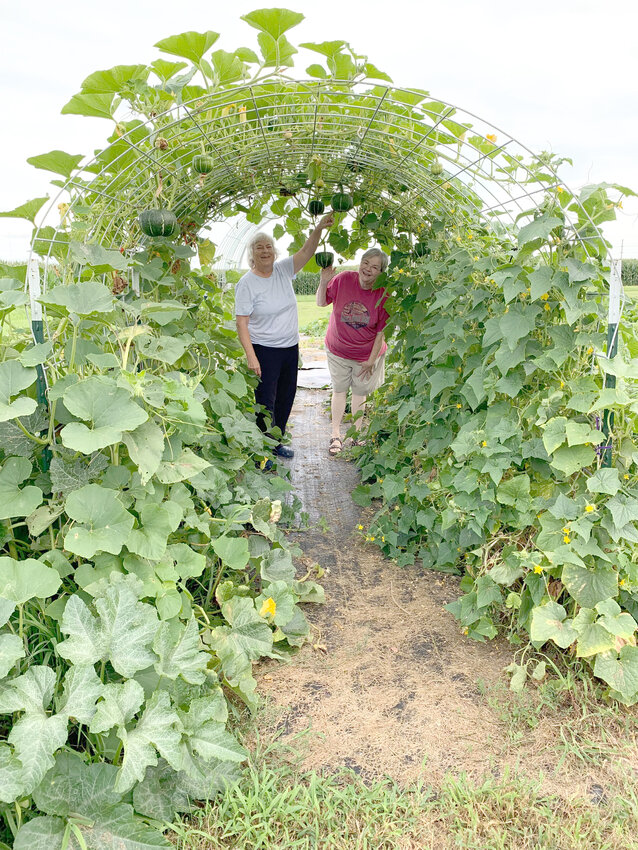 Bonnie Reeb and Connie Foster work inside a trellis growing vegetables vertically for the less fortunate in Muscatine County