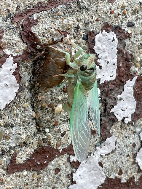 A Cicada from Brood X, a group that swarmed the Eastern United States in 2021&mdash;brought as many as 1.5 million of the protein-rich insects per acre
