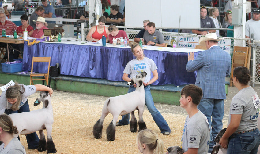 Kiley Langley, of Wilton, showed the 2024 Iowa State Fair grand champion market lamb.