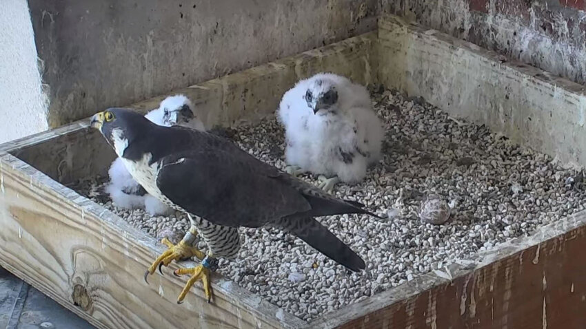 Peregrine falcon nests are monitored in Iowa. A peregrine falcon and chicks  eggs in a nest on the Dubuque County Courthouse in 2022, which can be seen on livestream.dubuquecountyiowa.gov/385/Courthouse-Falcons