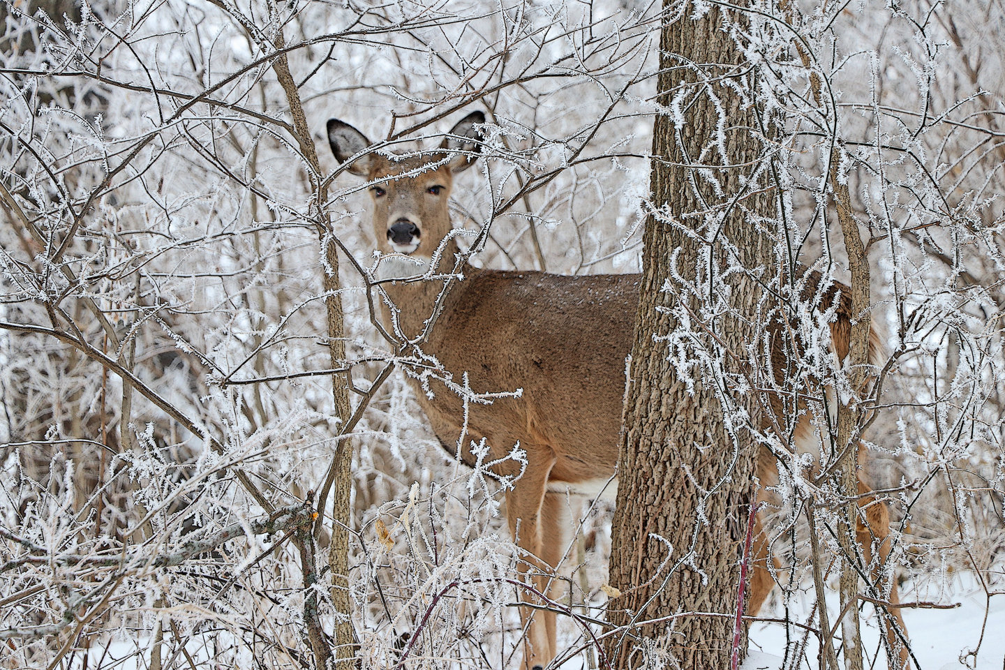 A doe in frost Scott County Park woods.